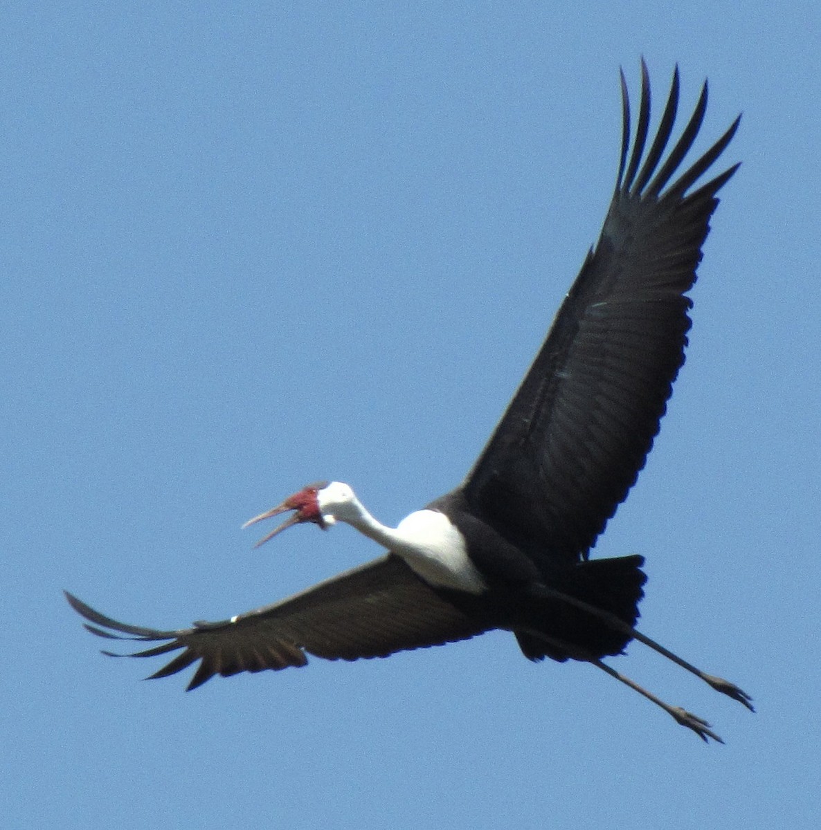 Grue caronculée - ML648108865