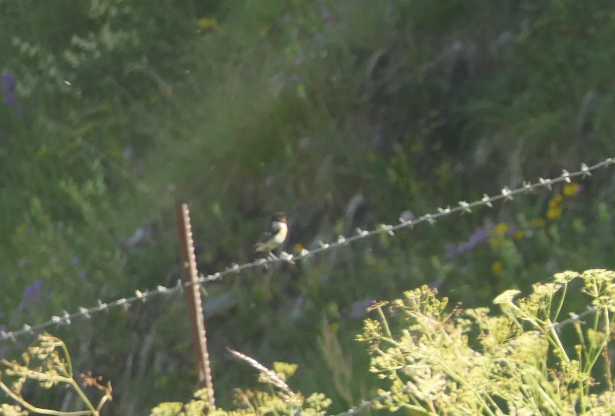 Siberian Stonechat (Caspian) - ML648108968