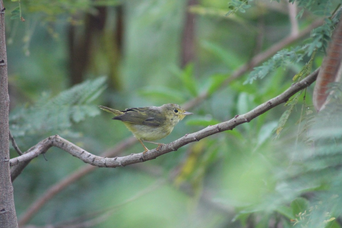 Gold-/Mangrovewaldsänger - ML648109082