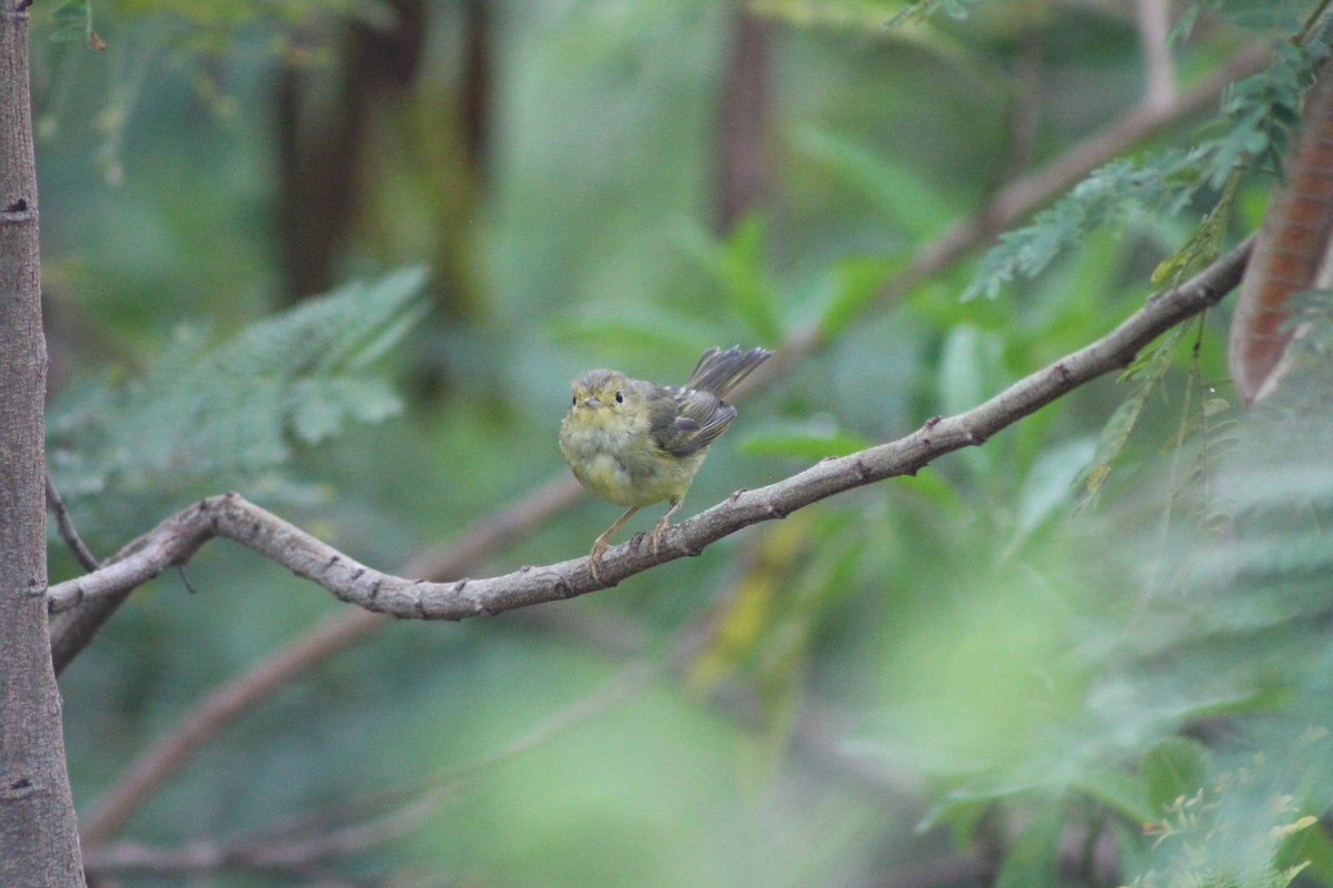 Gold-/Mangrovewaldsänger - ML648109083