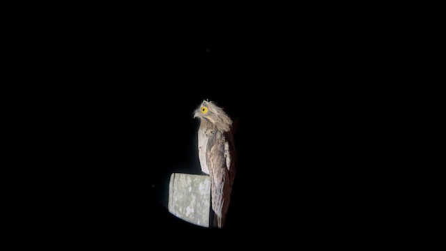 ジャマイカタチヨタカ - ML648109439