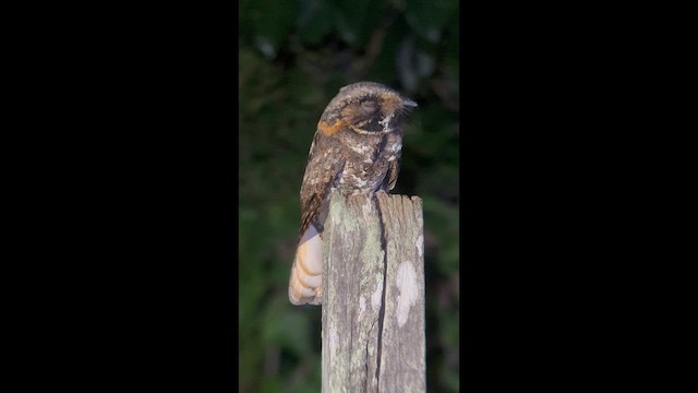 Yucatan Nightjar - ML648109446