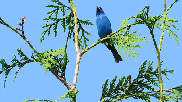 Indigo Bunting - ML648109869