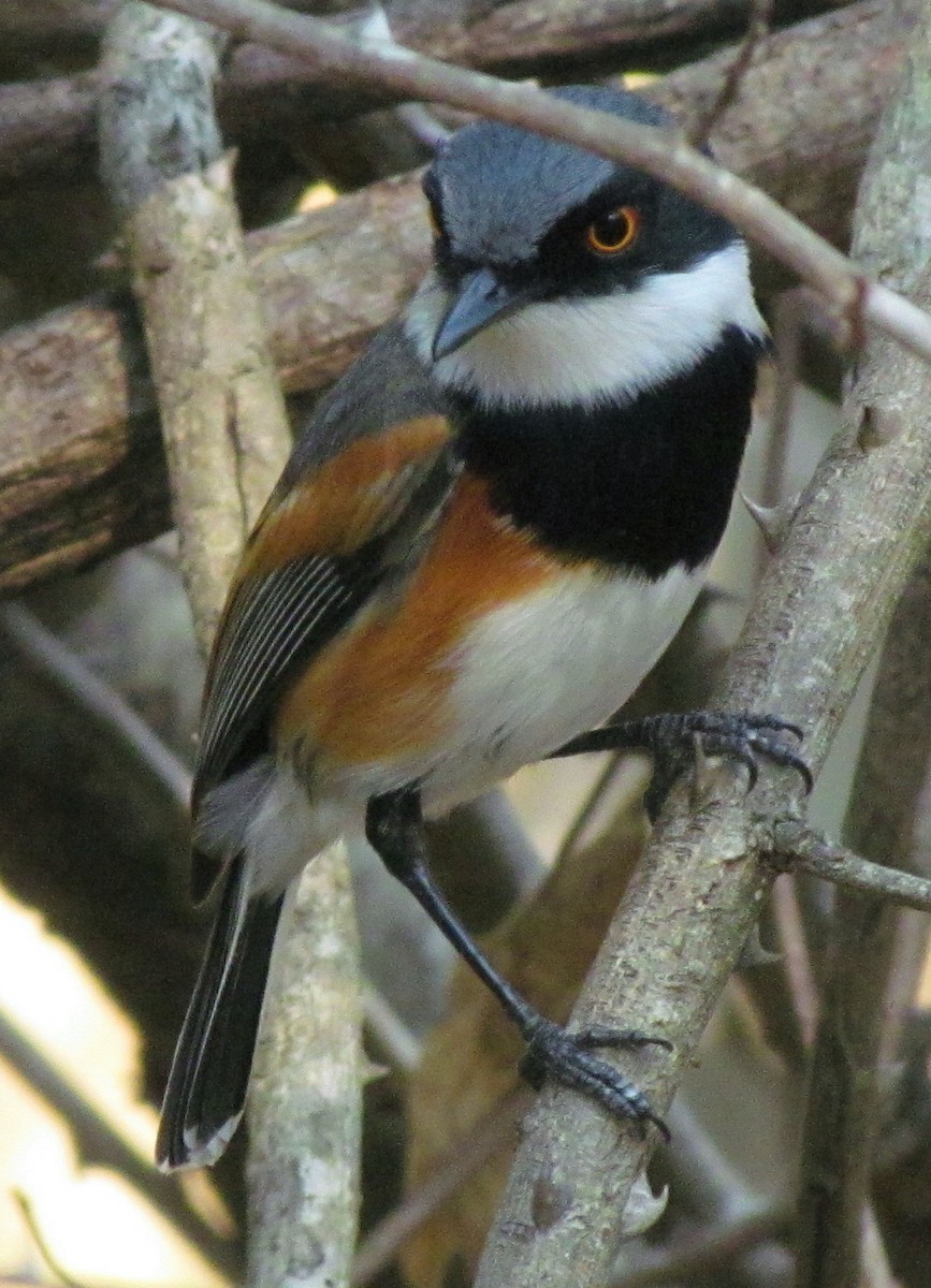 ムナグロセワタビタキ - ML648110493