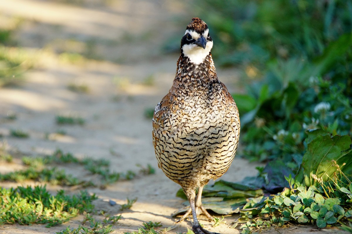 Northern Bobwhite - ML64811061