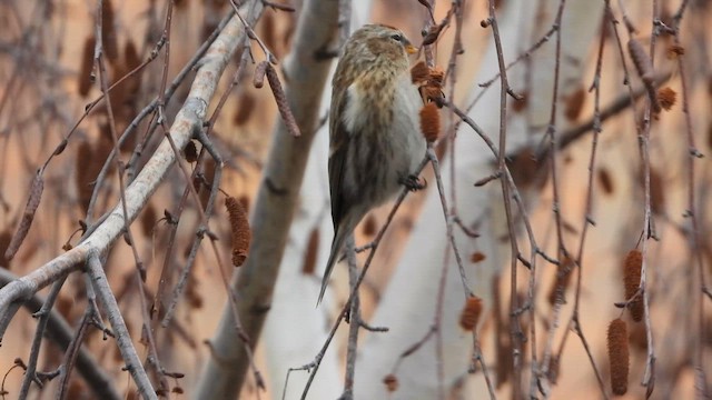 תפוחית שחורת-סנטר (מערב אירופית) - ML648110814