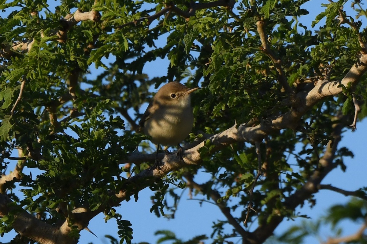 Fauvette des jardins - ML648111895