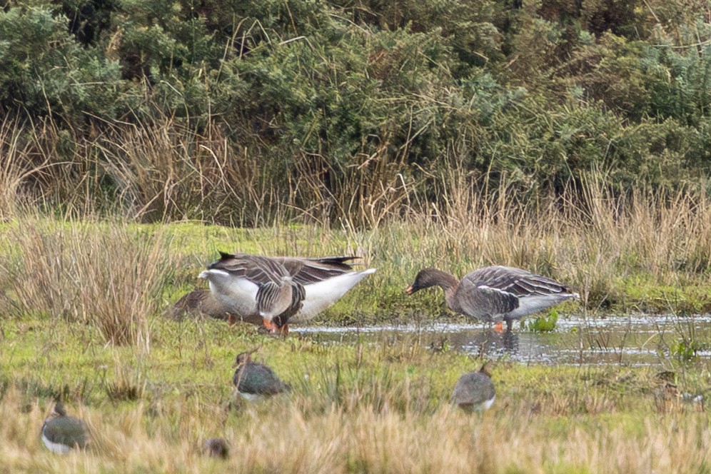 Tundra Bean-Goose - ML648112307