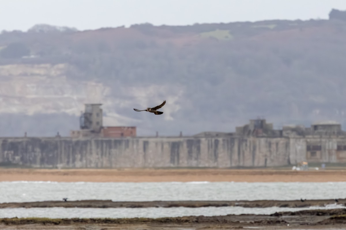 Peregrine Falcon - ML648112315