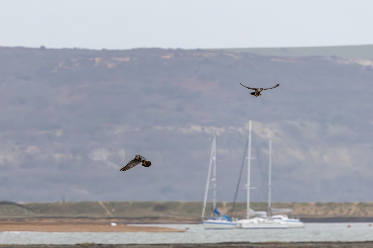 Peregrine Falcon - ML648112318