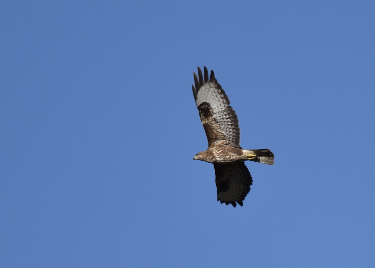 Mäusebussard (Falkenbussard) - ML648112899