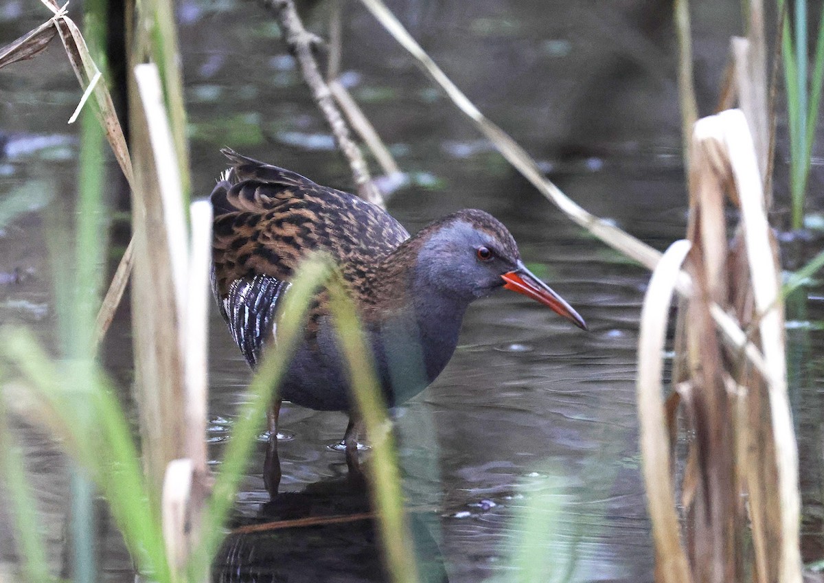 Пастушок водяний - ML648113150