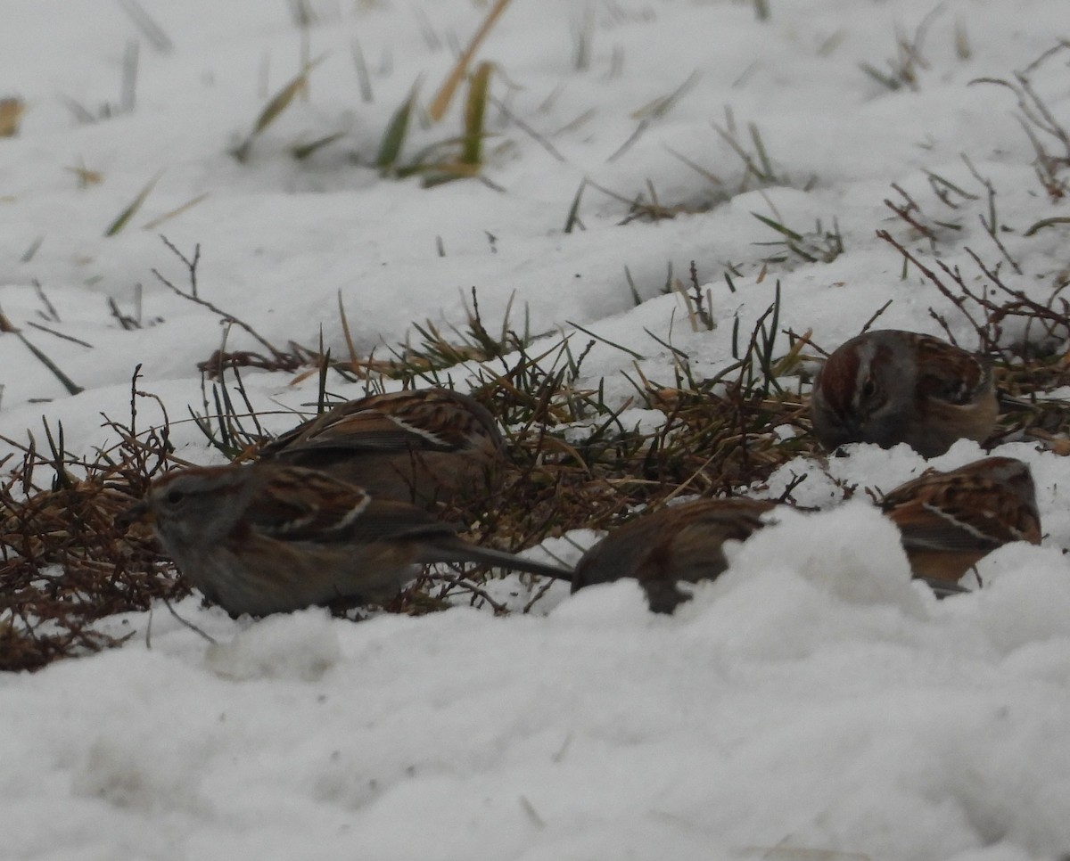 Baumammer - ML648113685