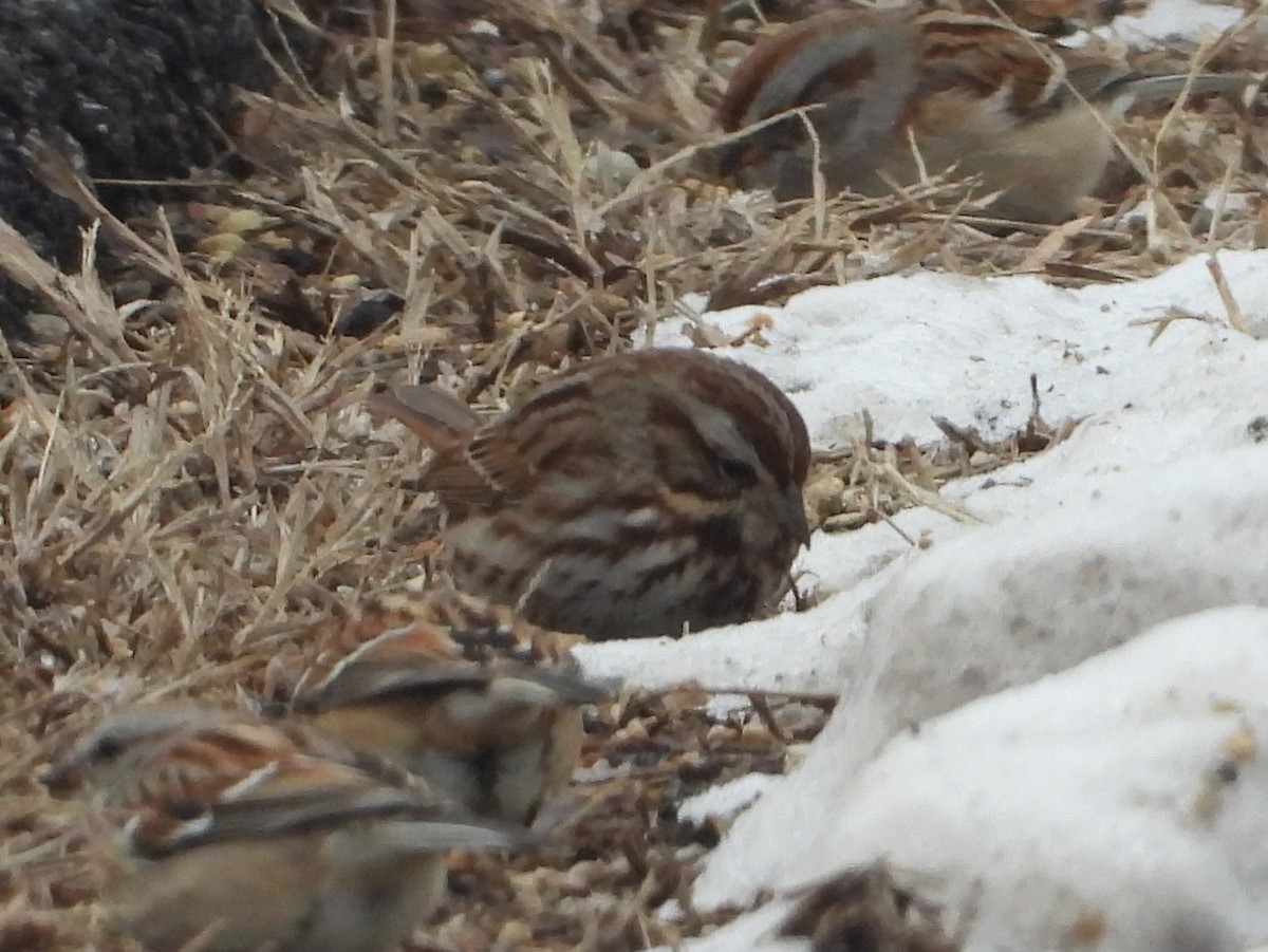 Singammer - ML648113693