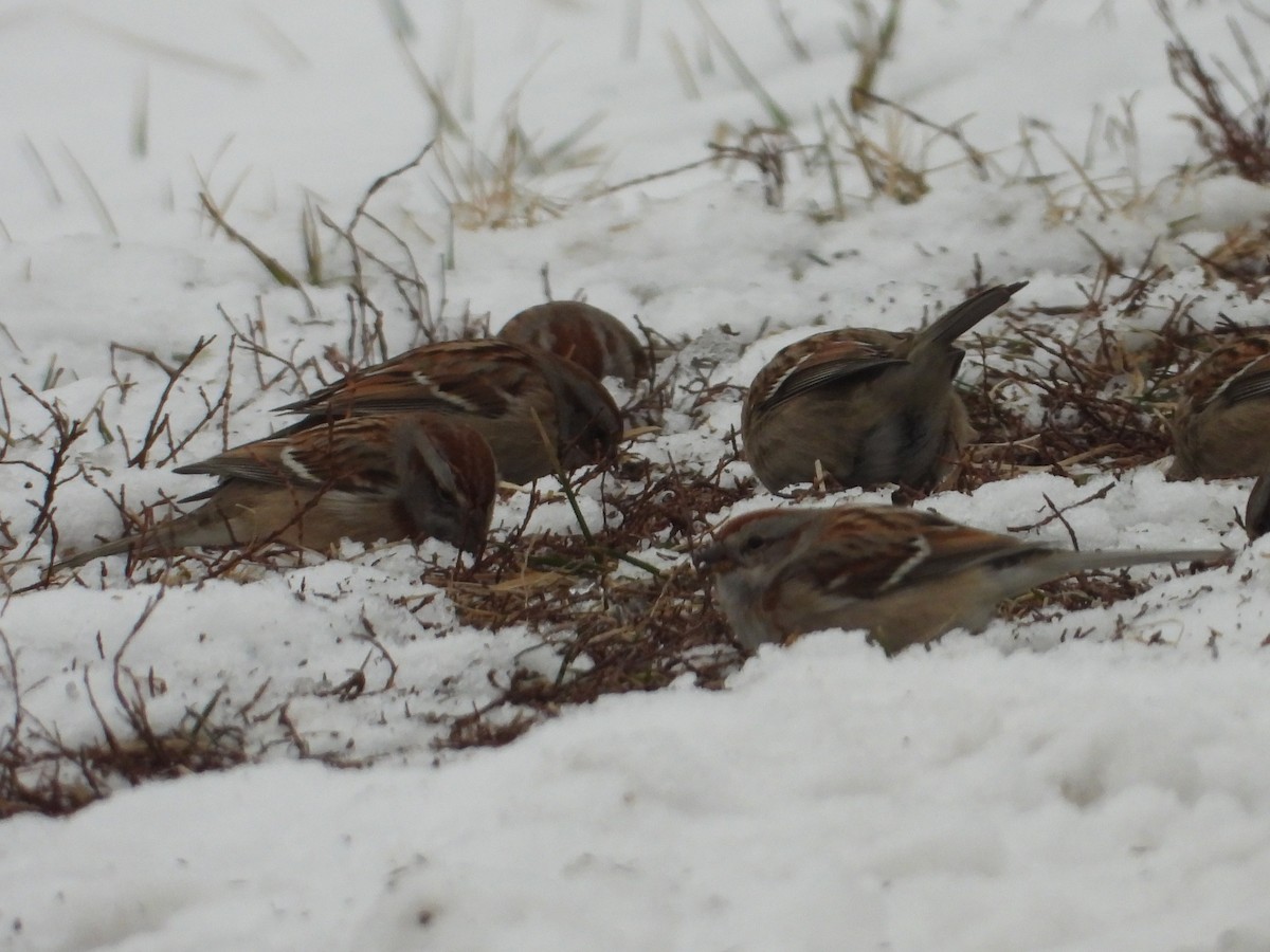 Baumammer - ML648113716