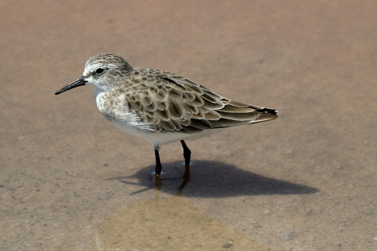 ML648113717 - Little Stint - Macaulay Library
