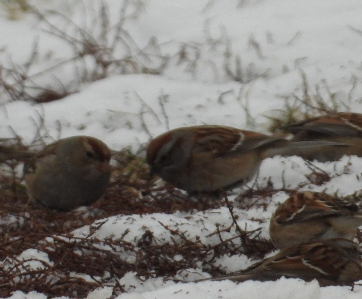 Baumammer - ML648113743