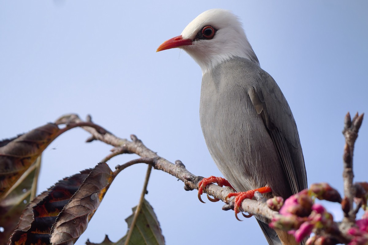 White-headed Bulbul - ML648113805