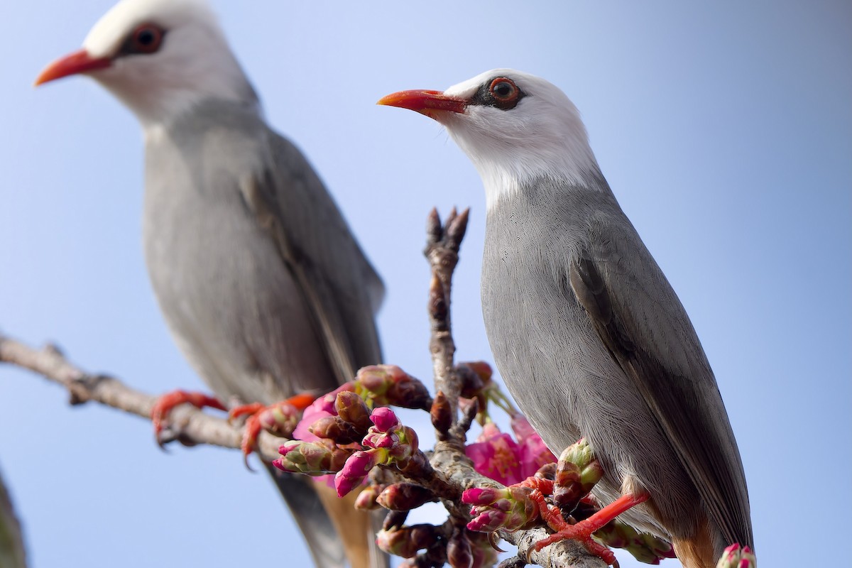 White-headed Bulbul - ML648113920