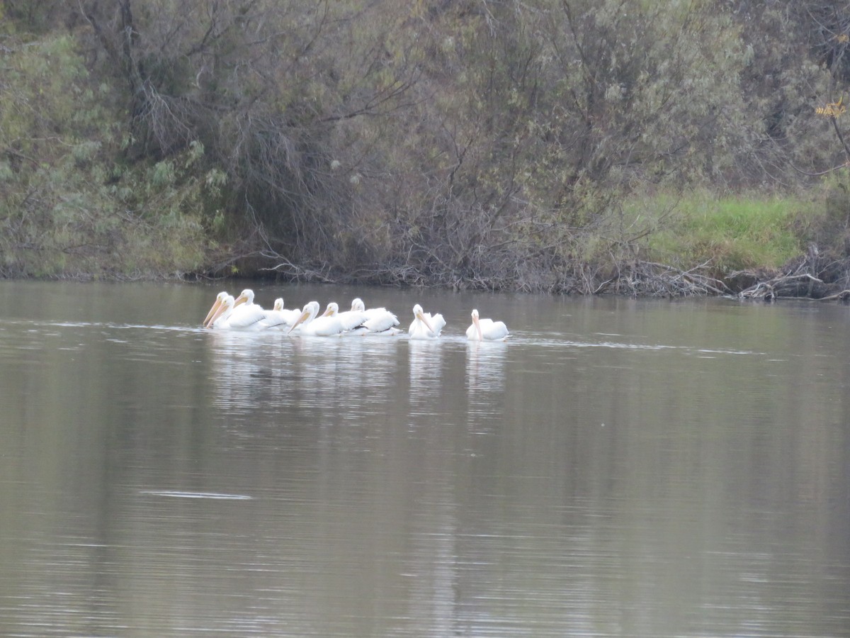 Pélican d'Amérique - ML648114162