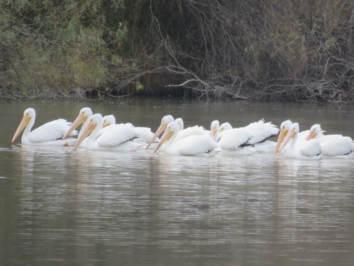 Pélican d'Amérique - ML648114165