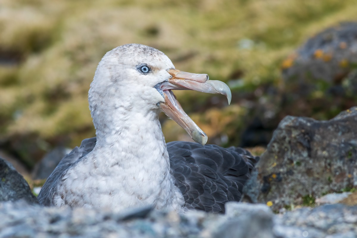 Southern Giant-Petrel - ML648114273