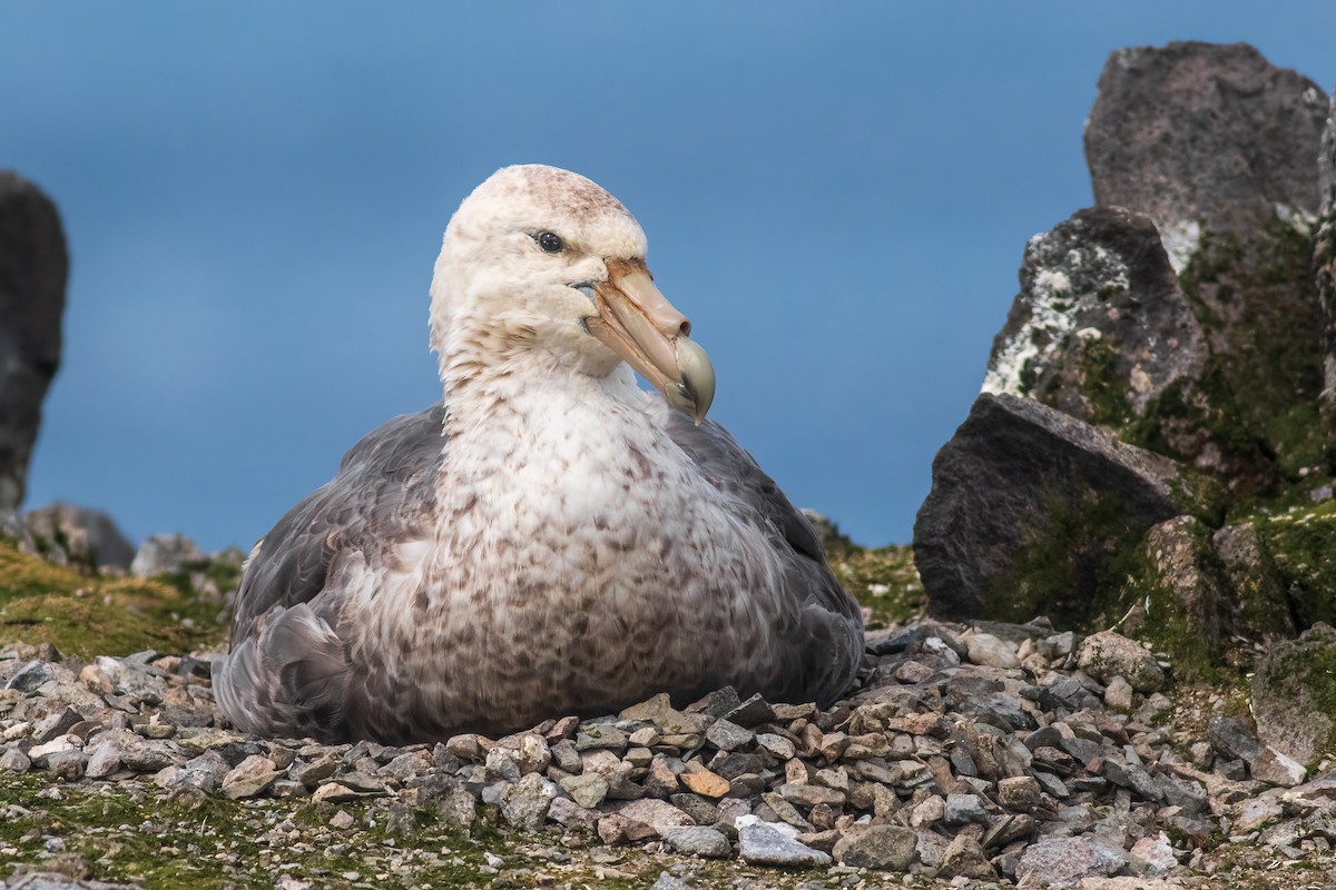 Southern Giant-Petrel - ML648114274