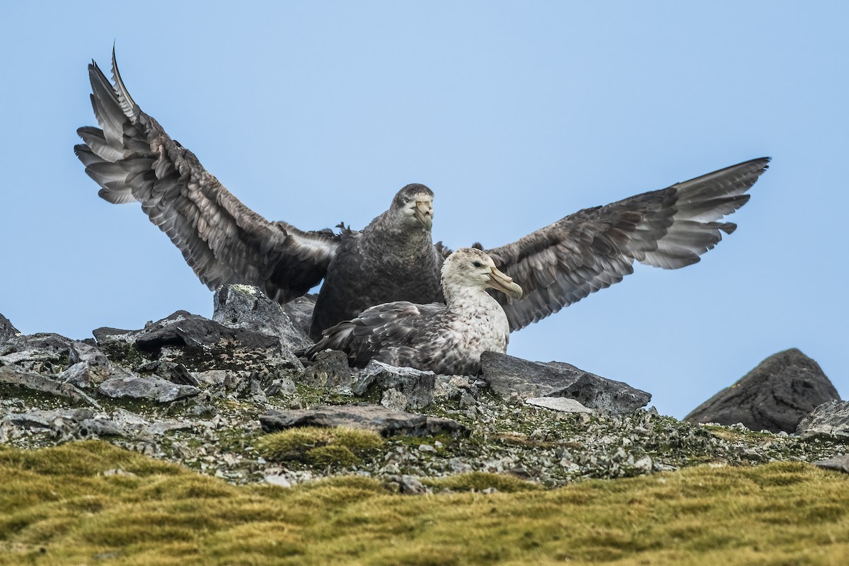 Southern Giant-Petrel - ML648114275