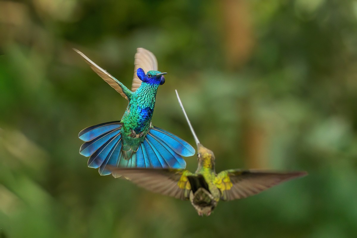 Sparkling Violetear - ML648114342