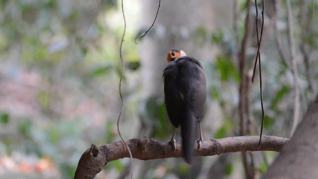 White-necked Rockfowl - ML648114661