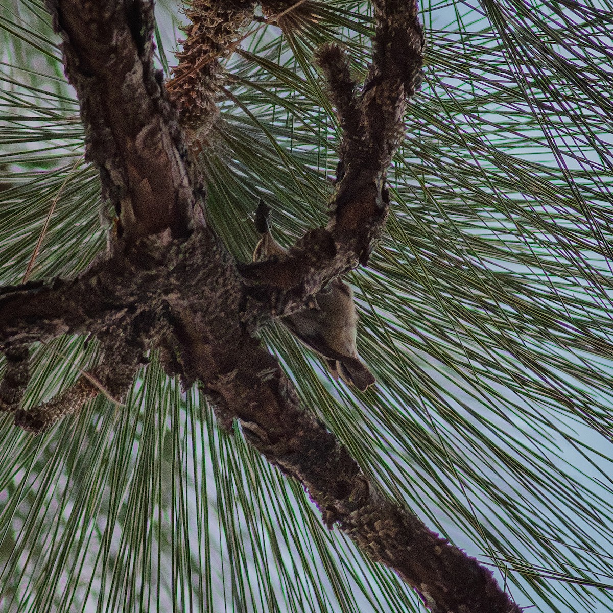 Braunkopfkleiber - ML648115029