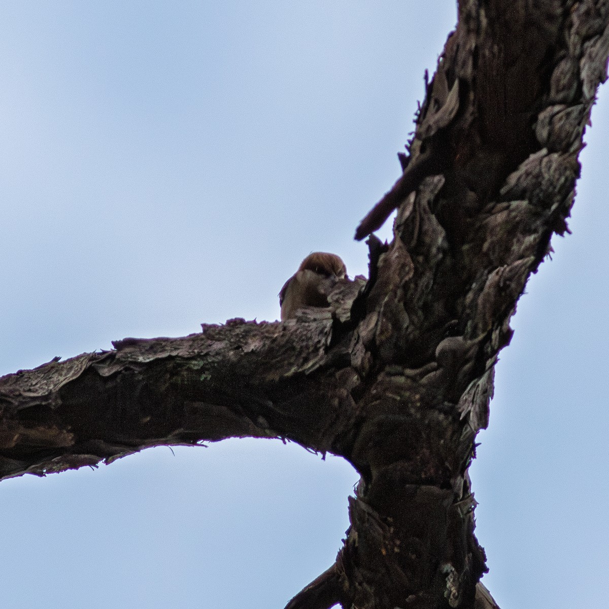 Braunkopfkleiber - ML648115053