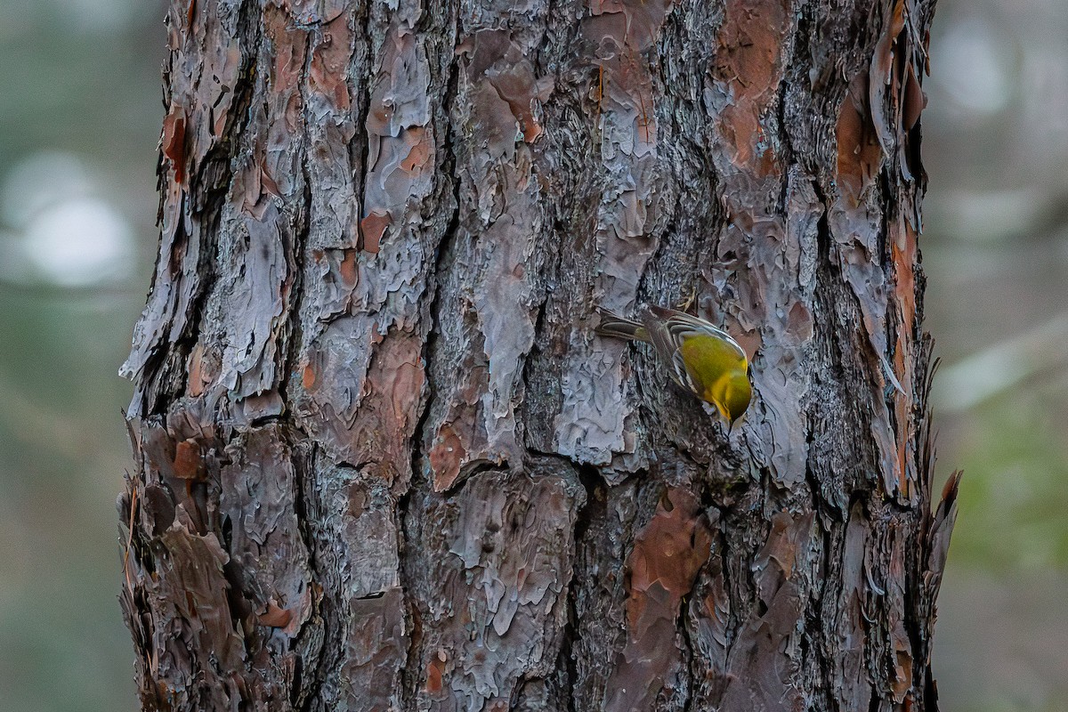 Kiefernwaldsänger - ML648115170