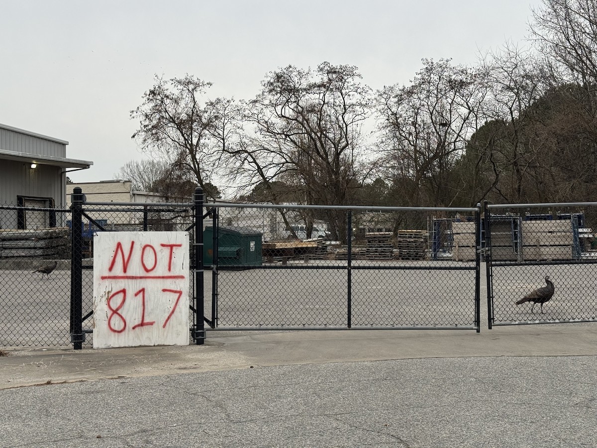 Wild Turkey - ML648115290