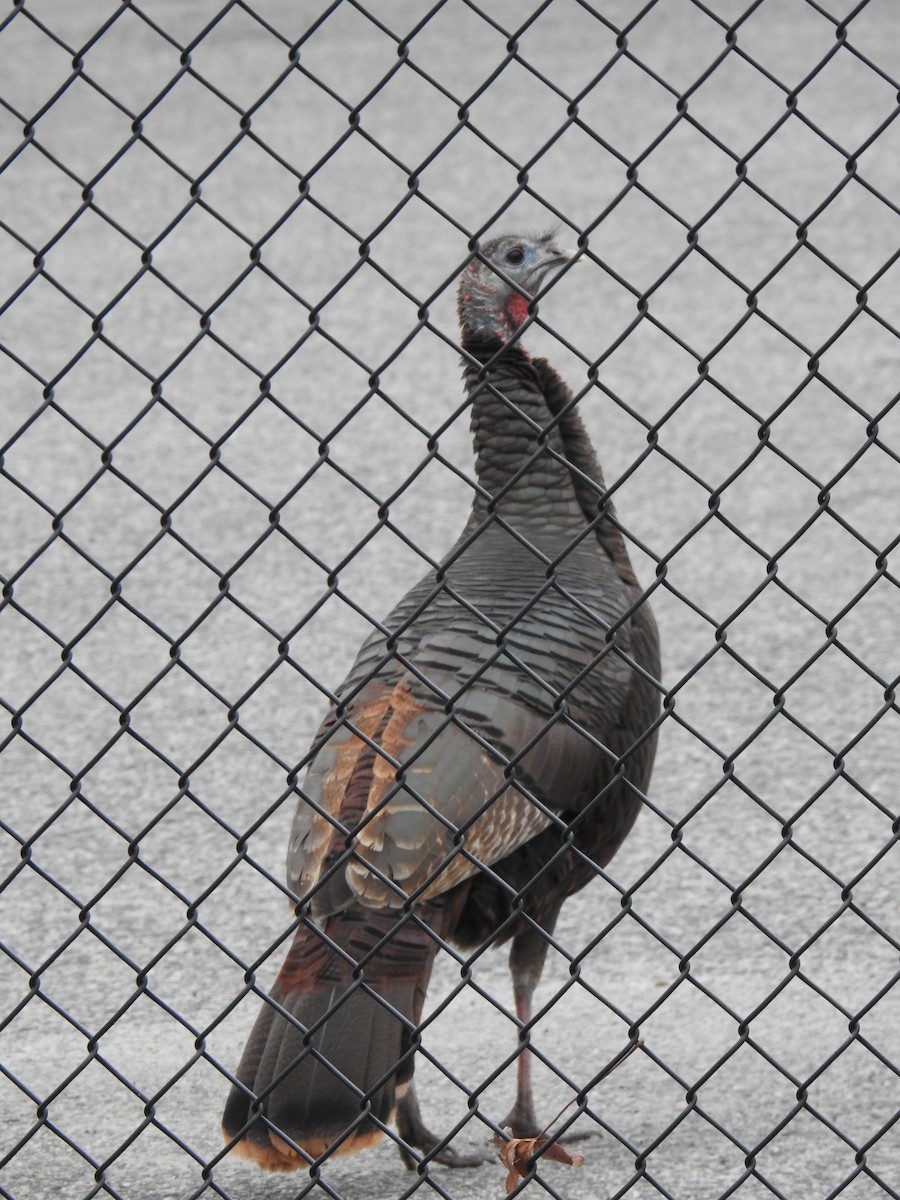 Wild Turkey - ML648115305