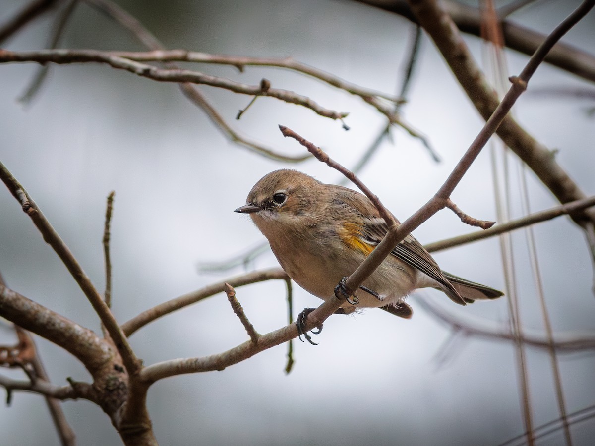 Kronenwaldsänger - ML648115742