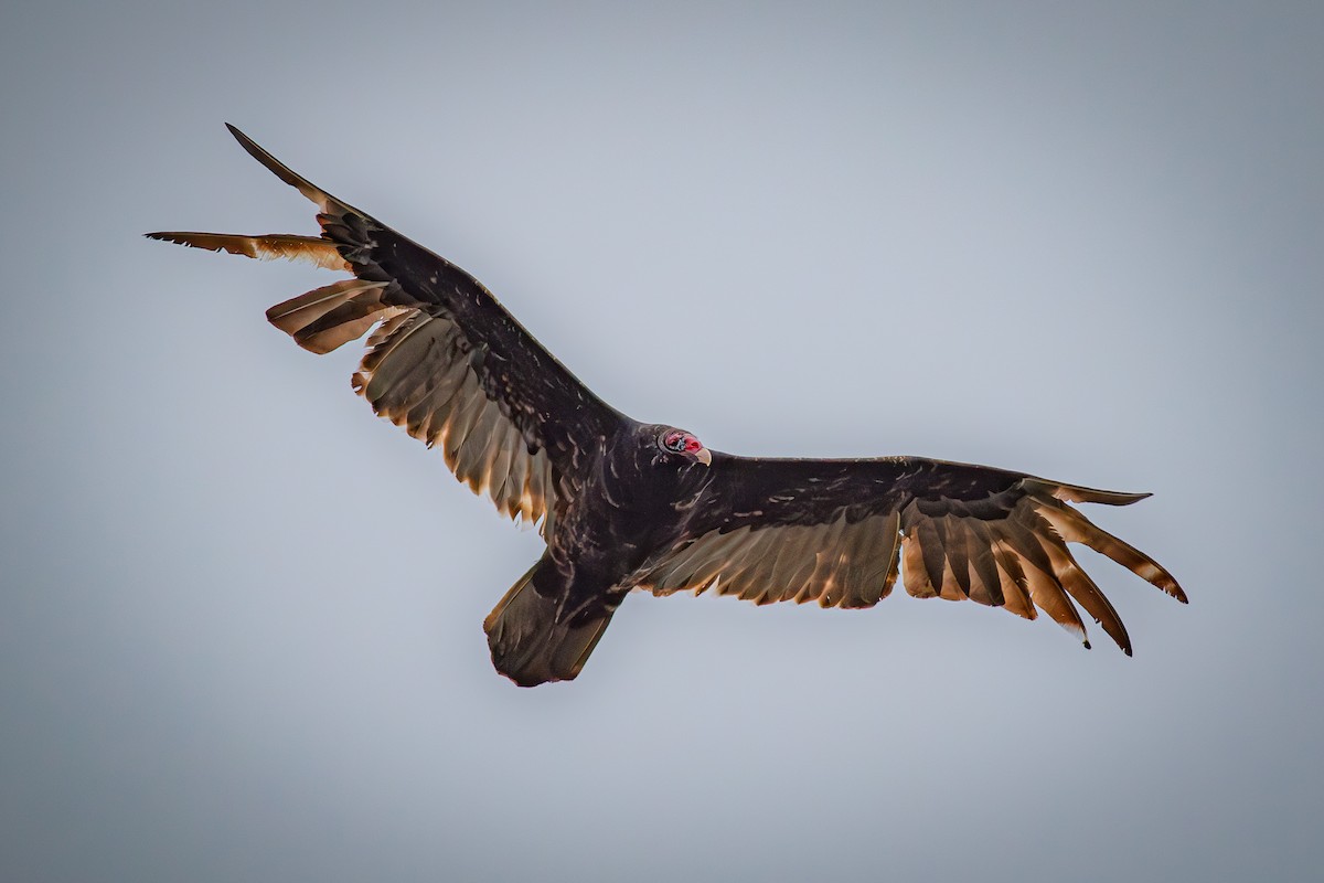 Truthahngeier - ML648115823