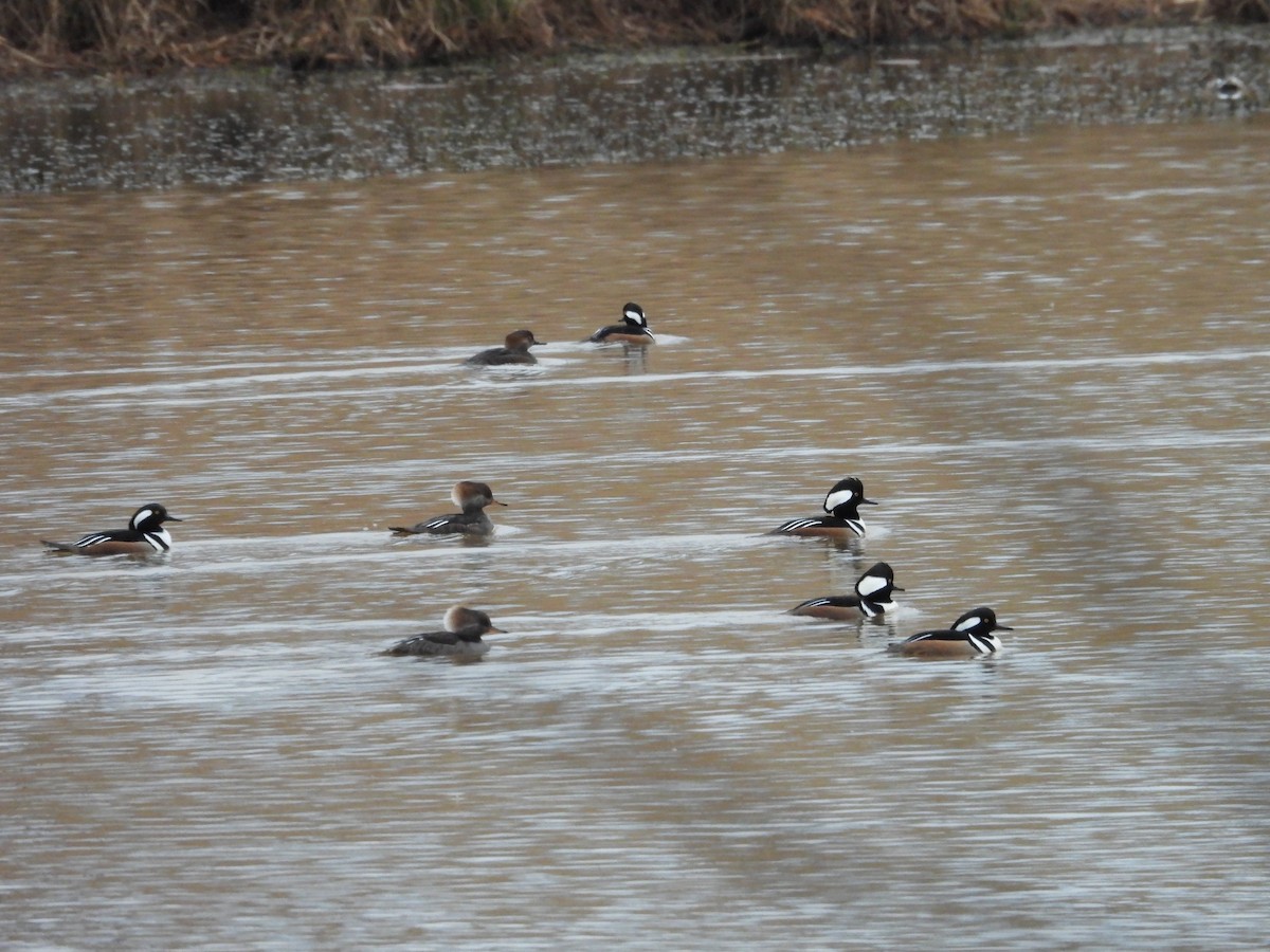 Harle couronné - ML648115873