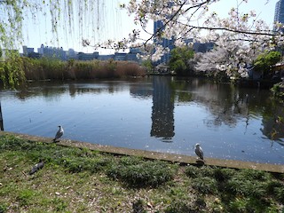 うえの 台東区--上野公園 (Taito Ward--Ueno Park), Taito City, Tokyo, Japan