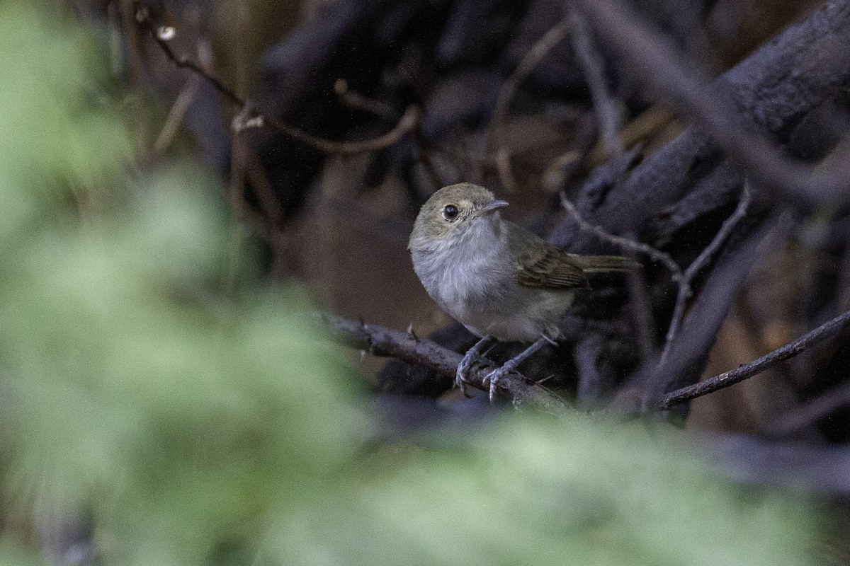 Fulvous-crowned Scrub-Tyrant - ML648116046