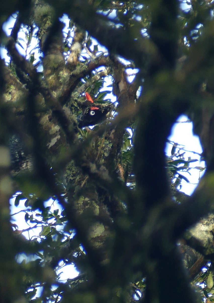 Zapfenguan - ML648117425