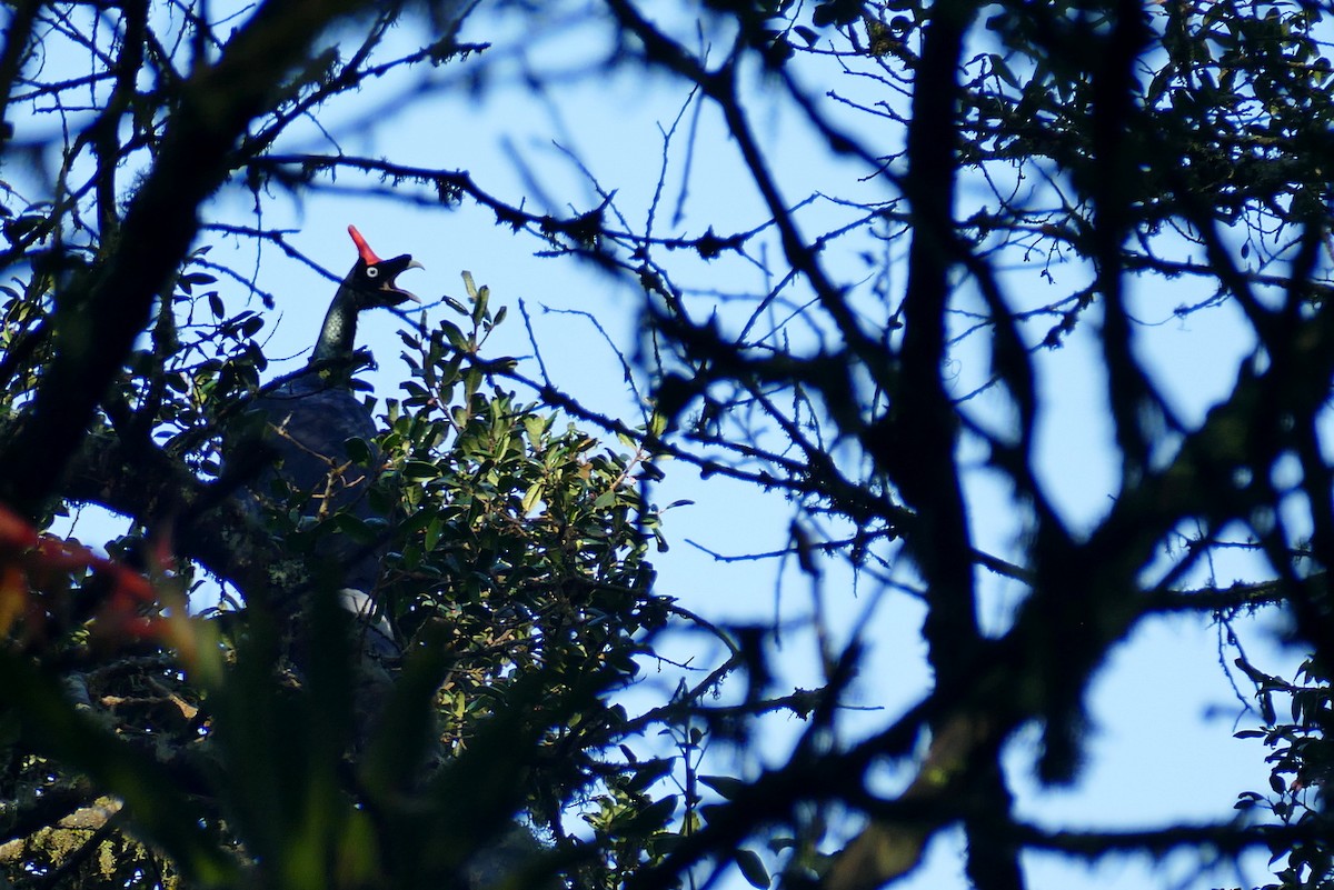 Zapfenguan - ML648117426