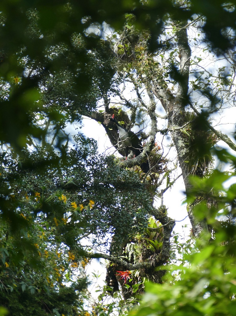 Zapfenguan - ML648117427