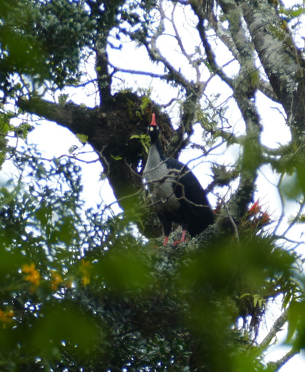 Zapfenguan - ML648117428