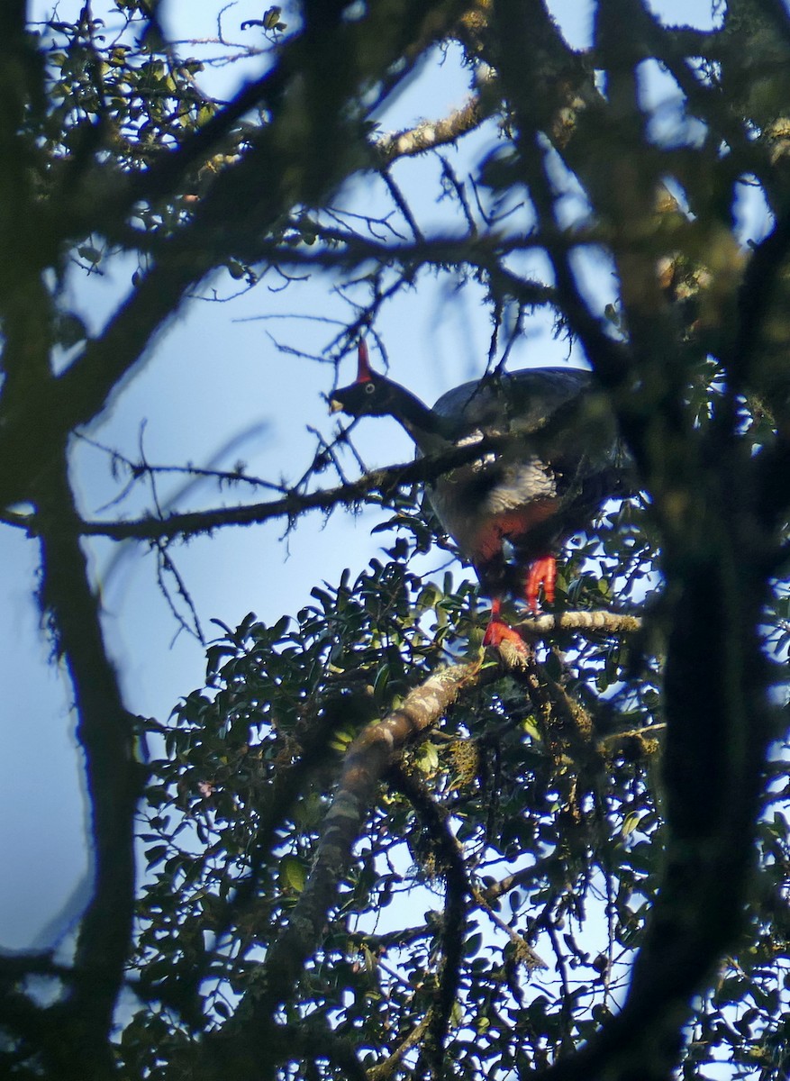 Zapfenguan - ML648117429