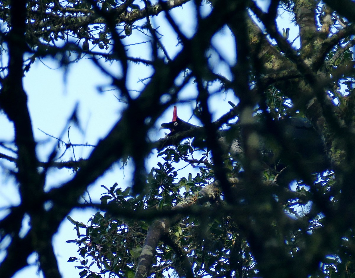 Zapfenguan - ML648117430