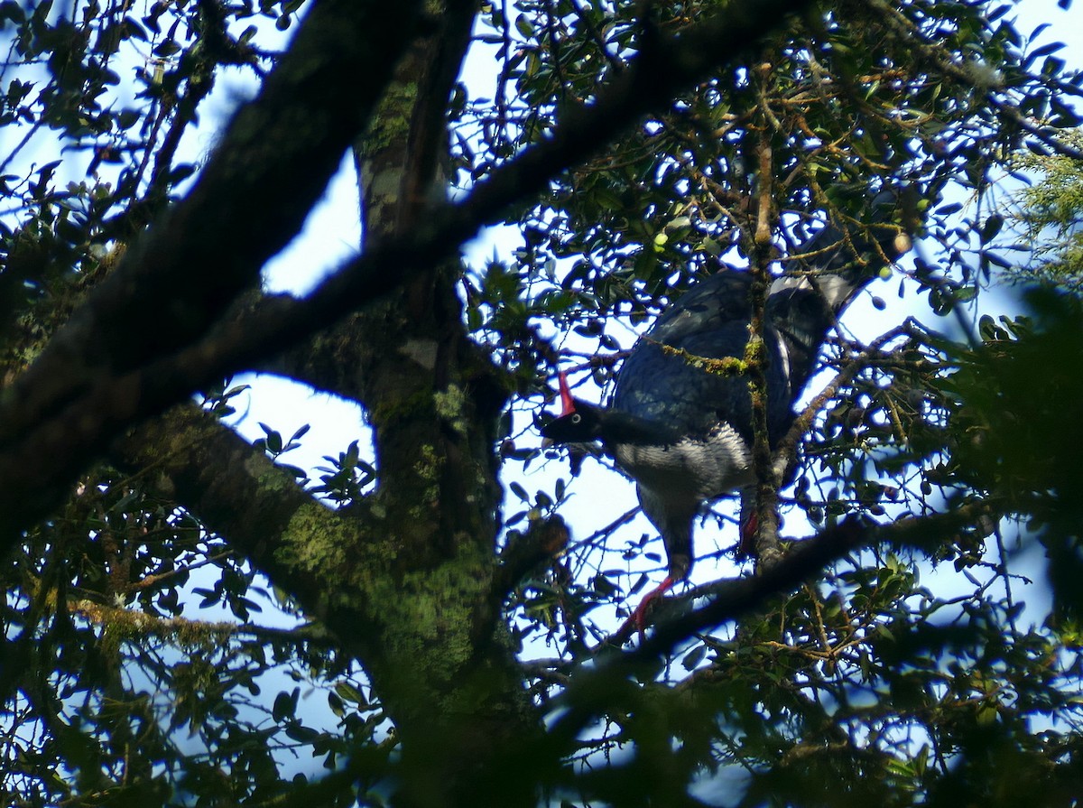 Zapfenguan - ML648117431