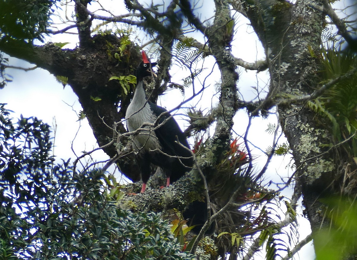 Zapfenguan - ML648117432