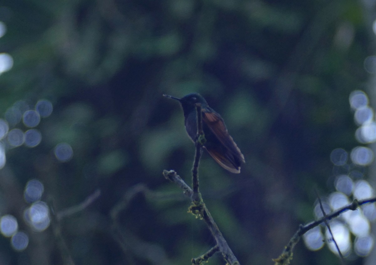 Granatkehlkolibri - ML648117453