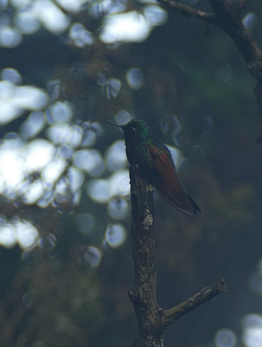 Granatkehlkolibri - ML648117454